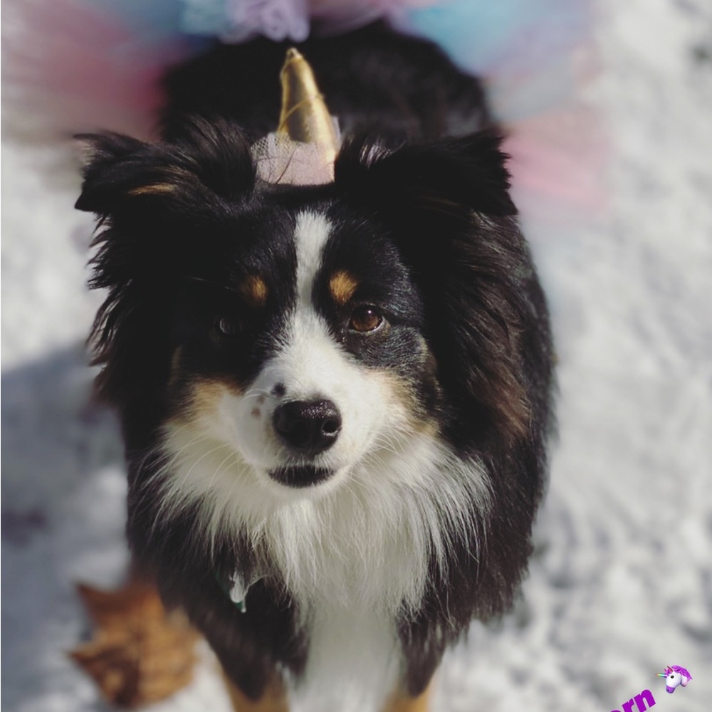 Dog Unicorn Costume - Picture 4 of 7